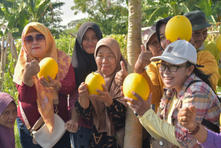 Baca juga : Pertaniah di Tengah Kota, Surabaya Panen 2 Ton Golden Melon, Lokasinya di Sini