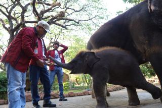 Jadi Kado Spesial HUT ke-108, PDTS KBS Kenalkan Anak Gajah Sumatera “Rocky Balboa” ke Publik