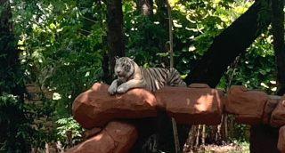 Harimau Benggala Putih Jadi Penghuni Baru Kebun Binatang Surabaya