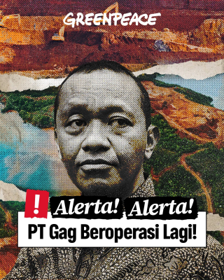 Baca juga : PT Gag Nikel Disebut Beroperasi Lagi di Raja Ampat, Greenpeace Kecam Pemerintah