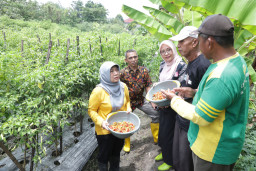 Kendalikan Inflasi Menjelang Ramadan, Pemkot Surabaya Gencarkan Panen Cabe Lokal