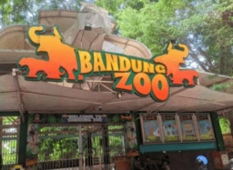 Baca juga : Update Info Lelang Bandung Zoo