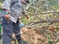 Pemecah Batu Di Tulungagung Tewas Tertimpa Pohon Jati