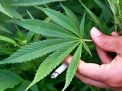 Terdakwa Penanam Ganja di Surabaya Akan Ajukan Uji Materi UU Narkotika