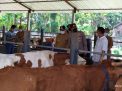 48 Sapi Di Tulungagung Suspek PMK, Produk Susu Aman
