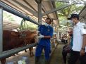 Tulungagung Belum Ditemukan Penyakit Mulut Dan Kuku