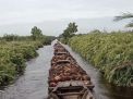 Wah Murah Banget! Video Alasan Petani Sawit Indonesia Jual Hasil Panen Ke Malaysia