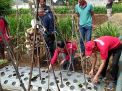 Tanam Melon dan Serap Keluhan, Warnai Aksi PDI Perjuangan Kota Probolinggo Dengan Para Petani