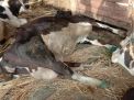 Puluhan Sapi Mati Mendadak Di Junrejo Batu