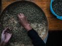 FOTO: Pasca Panen Kopi di Wonosalam Jombang