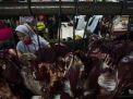 Harga Daging Sapi Tembus Rp160 Ribu per Kg, Pedagang bakal Mogok Jualan