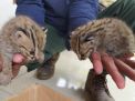 Baca juga : Bayi Kucing Hutan Gemparkan Warga Lamongan hingga BKSDA Turun Tangan