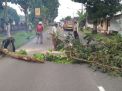 Pohon Tumbang Depan Polsek di Kediri Ini Ganggu Arus Lalulintas