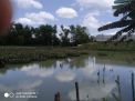 Diduga Tercemar Limbah Pabrik, Petani di Jombang Gagal Panen