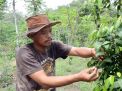 Salut! Sarjana Hukum asal Gresik ini Pilih Jadi Petani Lada Hitam