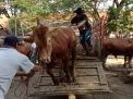 Isu Anthrax tak Pengaruhi Penjualan Sapi di Pasar Hewan Tulungagung