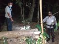 Dandan di Tulungagung Tewas Tertimpa Pohon yang Dipotongnya Sendiri