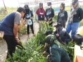 KKN Mahasiswa Ubhara Surabaya, Penghijauan demi Promosi Wisata Desa Cangkring Sidoarjo