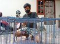Keren! Komunitas Gulung Tukar Tulungagung Ini Buka Penitipan Hewan Peliharaan Gratis selama Pemiliknya Isoman