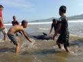Baca juga : Hasil Nekropsi Lumba-lumba di Pantai Sidem, Ditemukan Keanehan pada Perut dan Rahimnya