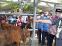 PHT Tulungagung Diresmikan Bupati, Mampu Tampung Ratusan Sapi dan Kambing