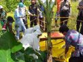 Sempat Hilang, Kakek 73 Tahun Ditemukan Tewas di Ladang Jagung