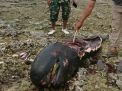 Baca juga : Seekor Ikan Paus Ditemukan Termutilasi di Pantai Bangkalan