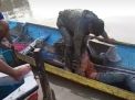 Bak Film Aksi, Polisi ini Berkelahi di Sungai Saat Tangkap Curanmor