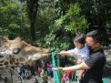 Libur Lebaran di Tengah Larangan Mudik, Wisatawan: Untung KBS Buka
