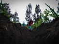 FOTO: Budidaya Daun Bawang di Lereng Bromo