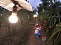 Bikin Bangga! Electrifying Agriculture PLN Wakili Indonesia di Tingkat Dunia