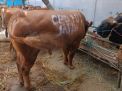 Sambut Idul Adha, PDIP Jatim Distribusikan 376 Ekor Sapi ke Seluruh Daerah