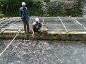 Untungnya Besar! Tilapia Indonesia Jadi Primadona Pasar Internasional