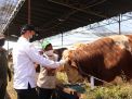 Pastikan Kesehatan Hewan Kurban, Tim DKPP Surabaya Gencar Gelar Inspeksi