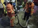 Ular Sanca 4 Meter Hebohkan Kampung di Surabaya, Ini Penampakannya