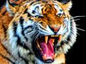 Remaja 16 Tahun Tewas Diterkam Harimau saat Listrik Padam di Kamp Perkebunan Sawit