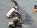 Baca juga : Seekor Hiu Tutul 7 Meter Terdampar Tiga Jam di Pantai Lamongan, sempat jadi Tontonan sebelum Diselamatkan