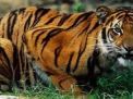 Heboh Harimau Berkeliaran di Tulungagung, Ini Respon BKSDA