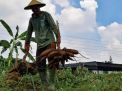DKPP Surabaya Panen 1,4 Ton Ketela Pohon dari Hasil Budidaya Lahan Kosong