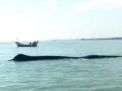 Baca juga : Bikin Heboh! Ikan Paus Raksasa Terdampar di Perairan Tuban