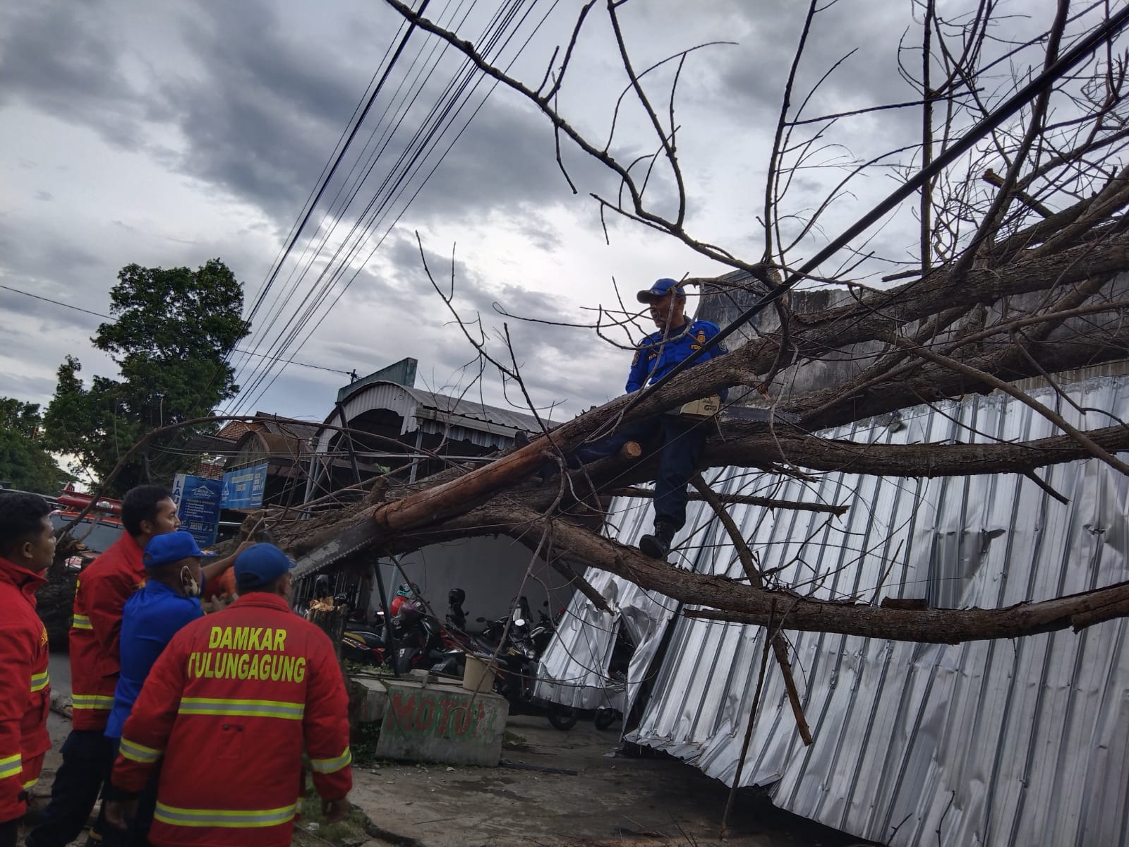 Ditiup Angin, Pohon Cemara Timpa Bengkel dan Mobil