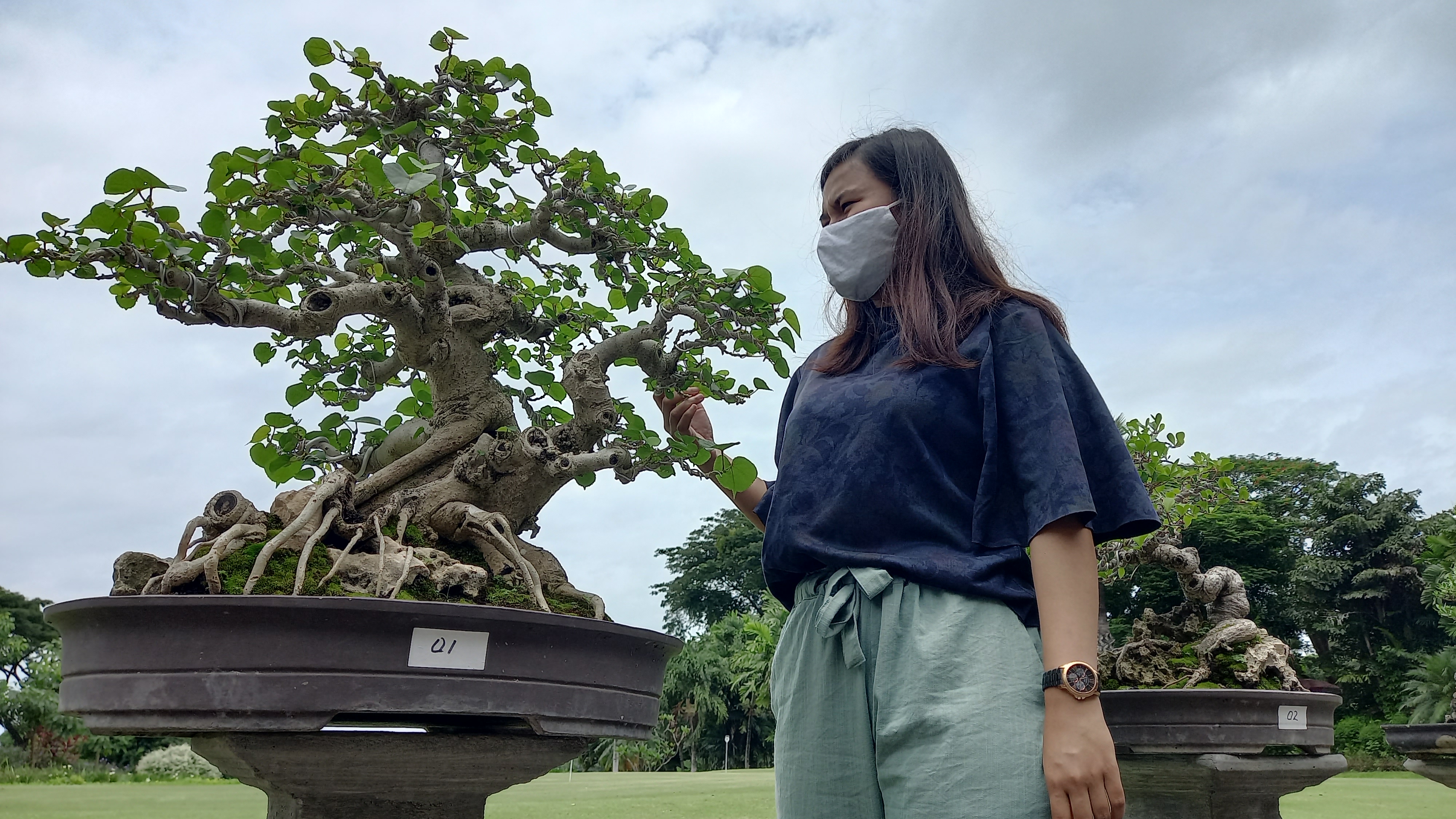 Bonsai Jadi Primadona Selama Pandemi, Harganya hingga Ratusan Juta