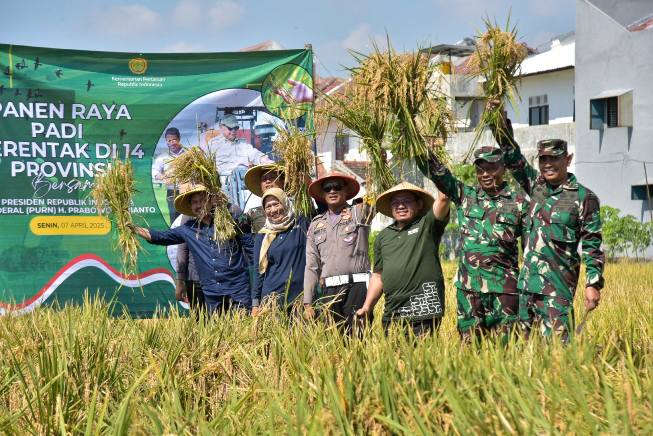 Kompak Rek! Pemkot Surabaya dan Kodim Ikut Panen Padi Serentak Nasional
