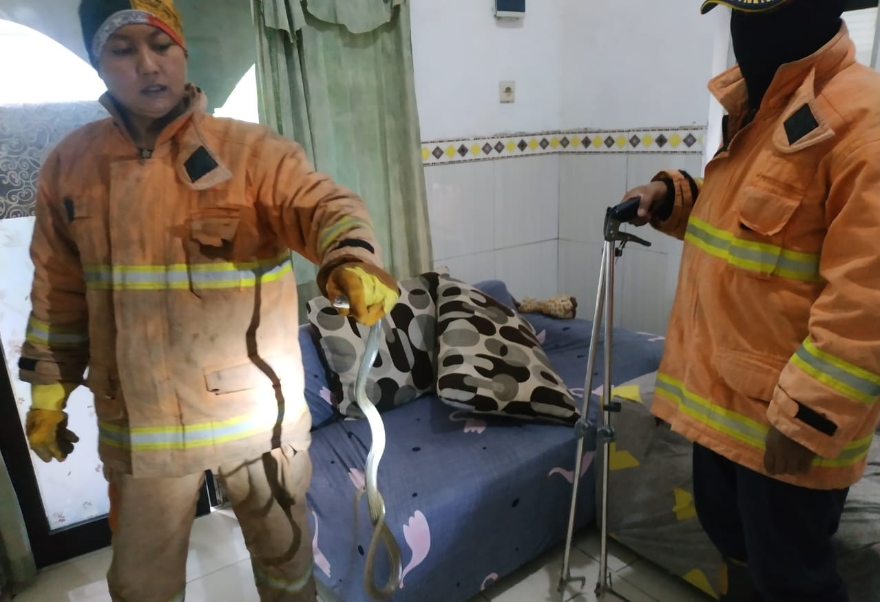 Dua Ular Masuk Rumah, Bikin Bocah Di Gresik Teriak Histeris