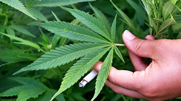 Terdakwa Penanam Ganja di Surabaya Akan Ajukan Uji Materi UU Narkotika