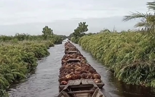 Wah Murah Banget! Video Alasan Petani Sawit Indonesia Jual Hasil Panen Ke Malaysia