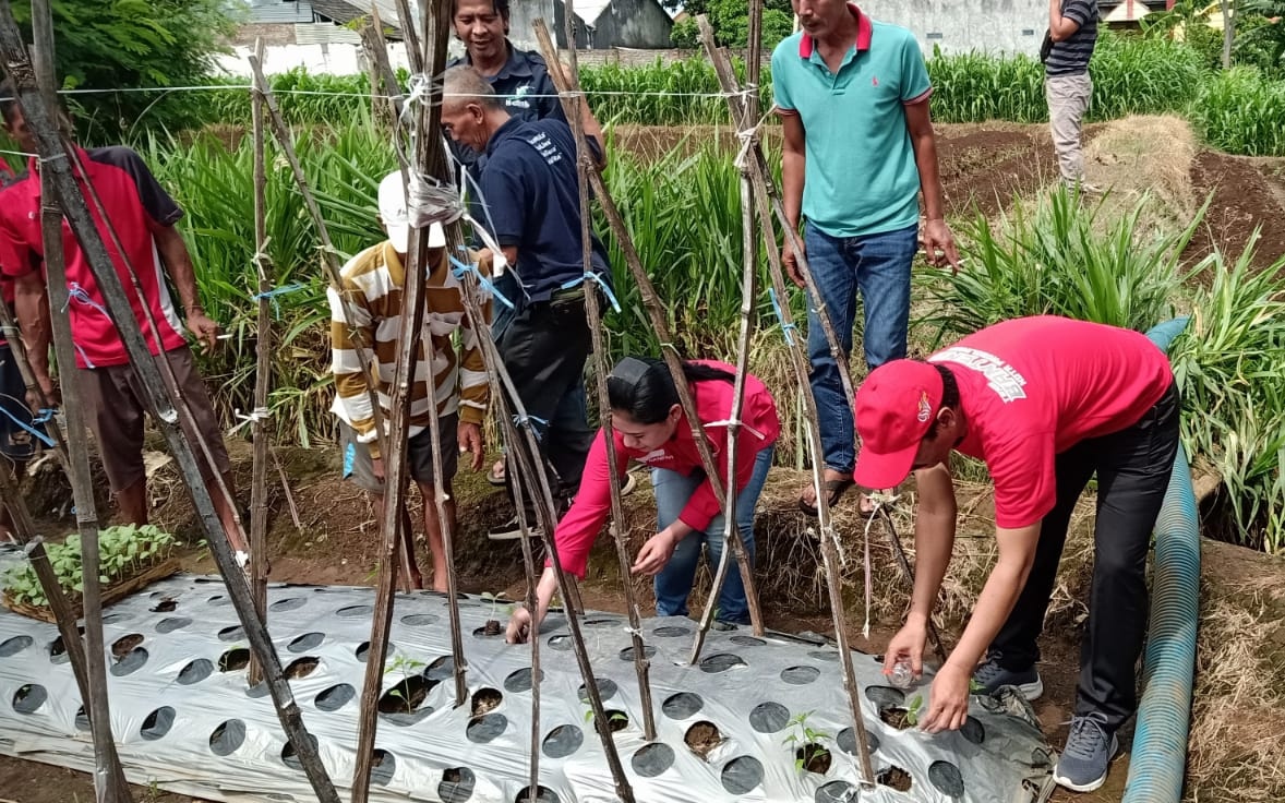 Tanam Melon dan Serap Keluhan, Warnai Aksi PDI Perjuangan Kota Probolinggo Dengan Para Petani