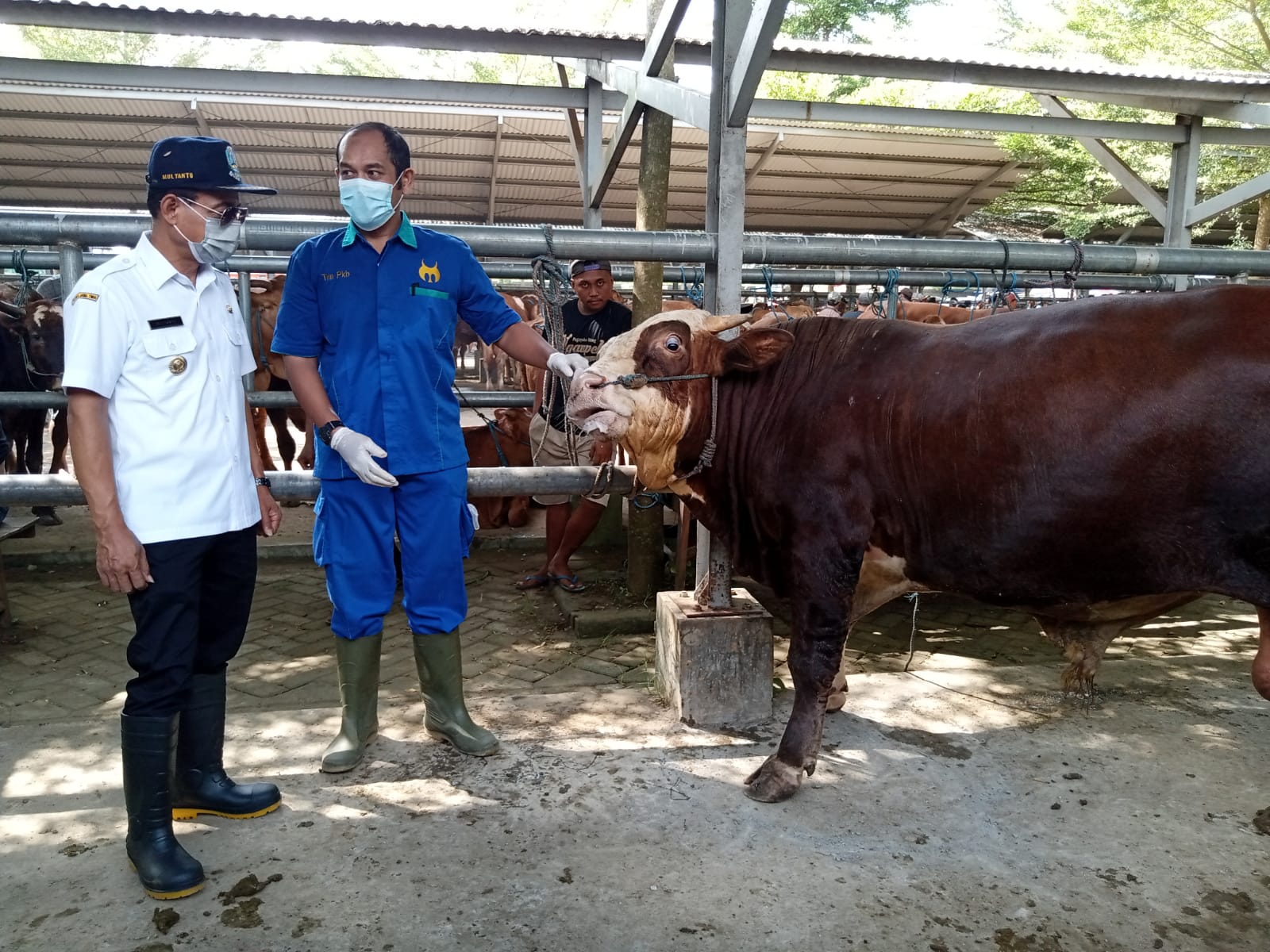 Walau Di Kepung PMK, Maryoto Birowo : Tulungagung Masih Hijau