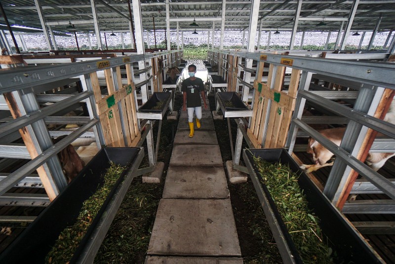 FOTO: Wisata Edukasi Baru Ternak Kambing di Sidoarjo
