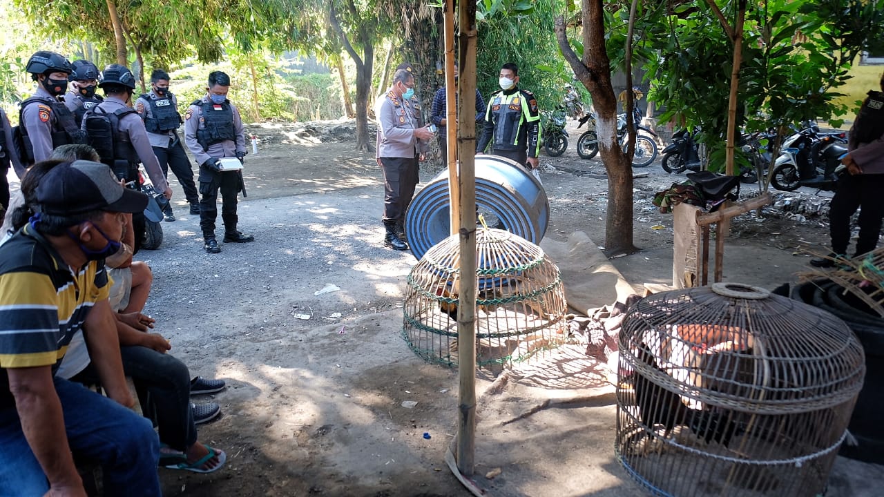 area sabung ayam di grebek polisi